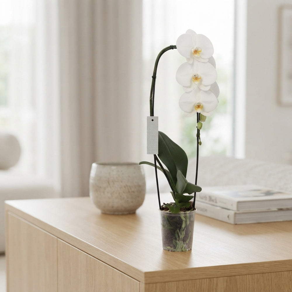 White Phalaenopsis Orchid – 12cm Pot, 60cm Tall