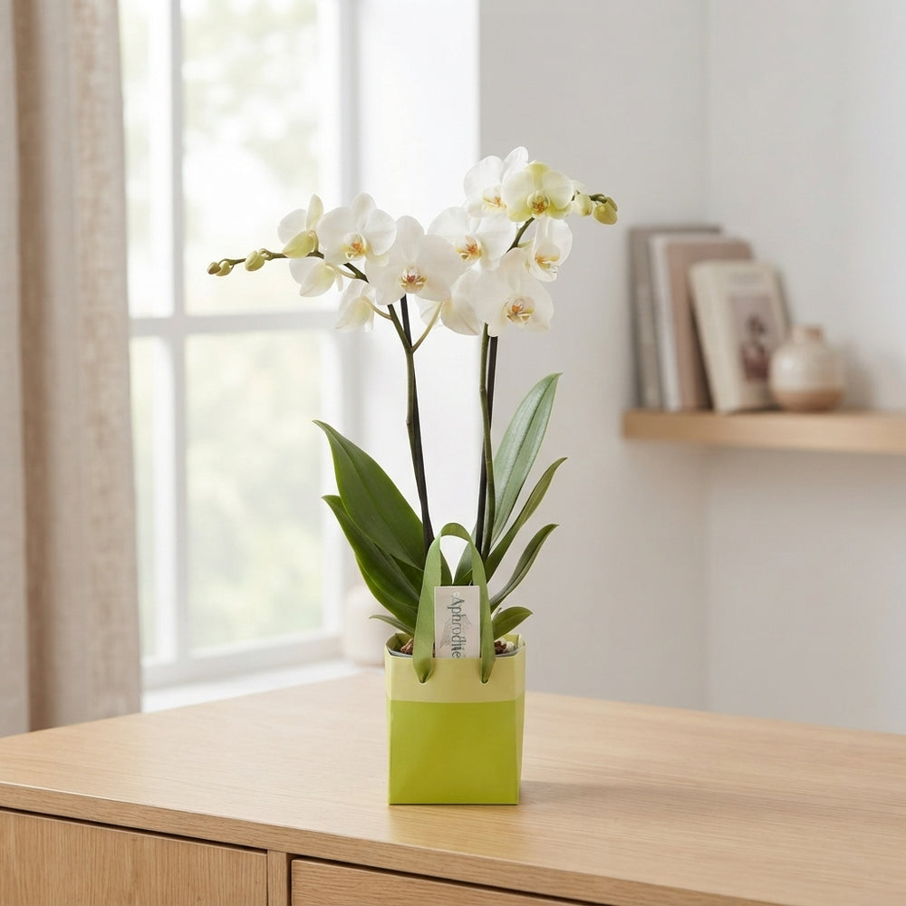 Mixed Phalaenopsis Orchid – 2 Stem, 12cm Pot