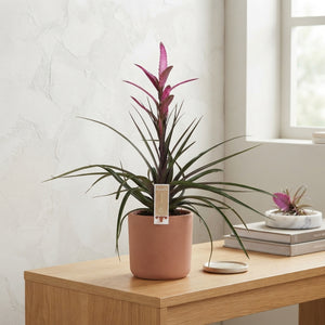 Purple Tillandsia Air Plant – 12cm Pot, 55cm High