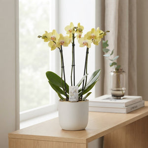 Mixed Phalaenopsis Orchid – 3 Stem, 12cm Pot