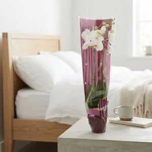 Mixed Phalaenopsis Orchid – 2 Stem, 12cm Pot