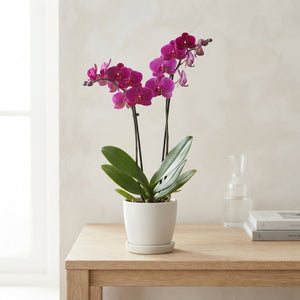 Mixed Phalaenopsis Orchid – 12cm Pot, 40cm High