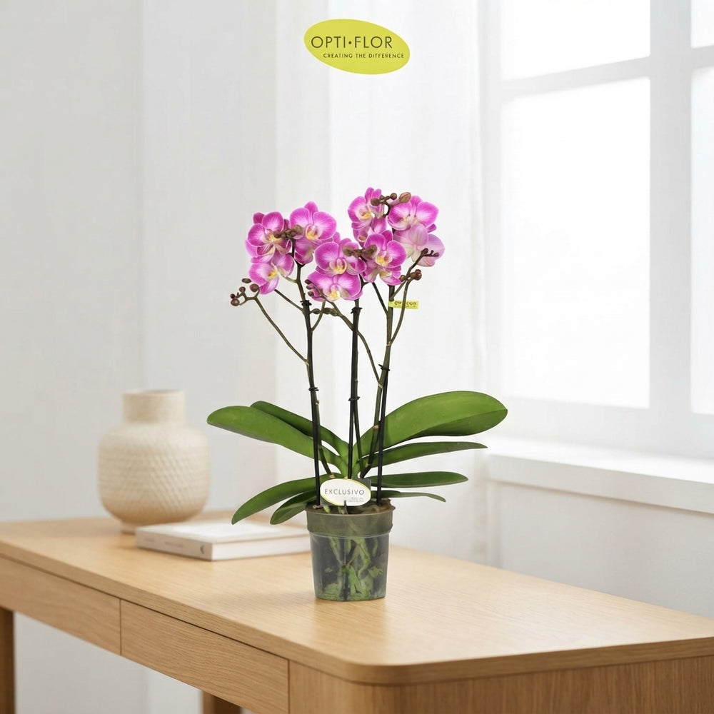 Pink Phalaenopsis Orchid 'Exclusivo Cupido' – 12cm Pot