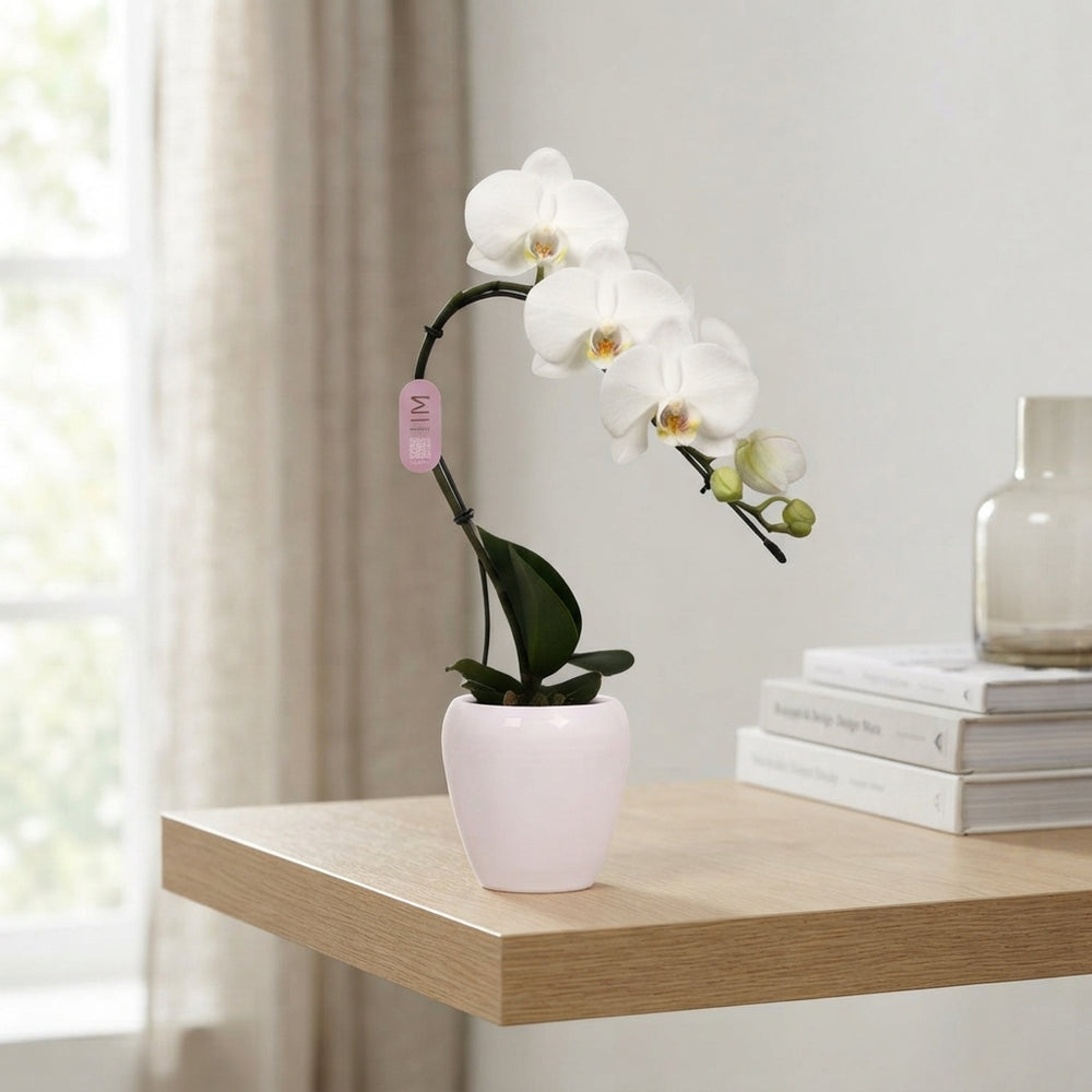 Mixed Phalaenopsis Orchid ‘Martine’ – 7cm Ceramic Pot