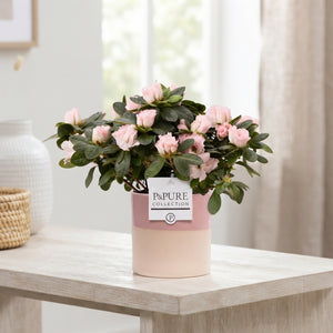 Azalea (Rhododendron simsii) – 12cm Ceramic Pot
