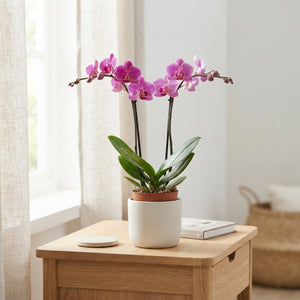 Mixed Phalaenopsis Orchid – 2 Stem, 12cm Pot