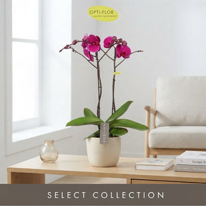 Mixed Phalaenopsis Orchid – 12cm Pot, 50cm High