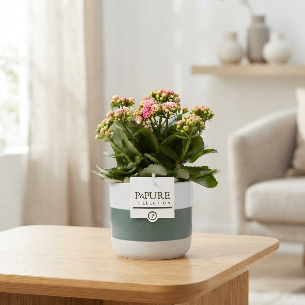 Pink Double Kalanchoe – 12cm Pot, 27cm High