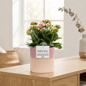 Double-Flowered Kalanchoe in Shiny White Ceramic – 12cm Pot