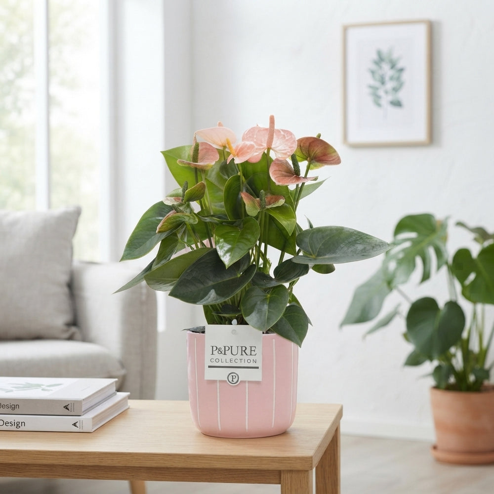 White Anthurium ‘Lauren’ – 12cm Ceramic Pot