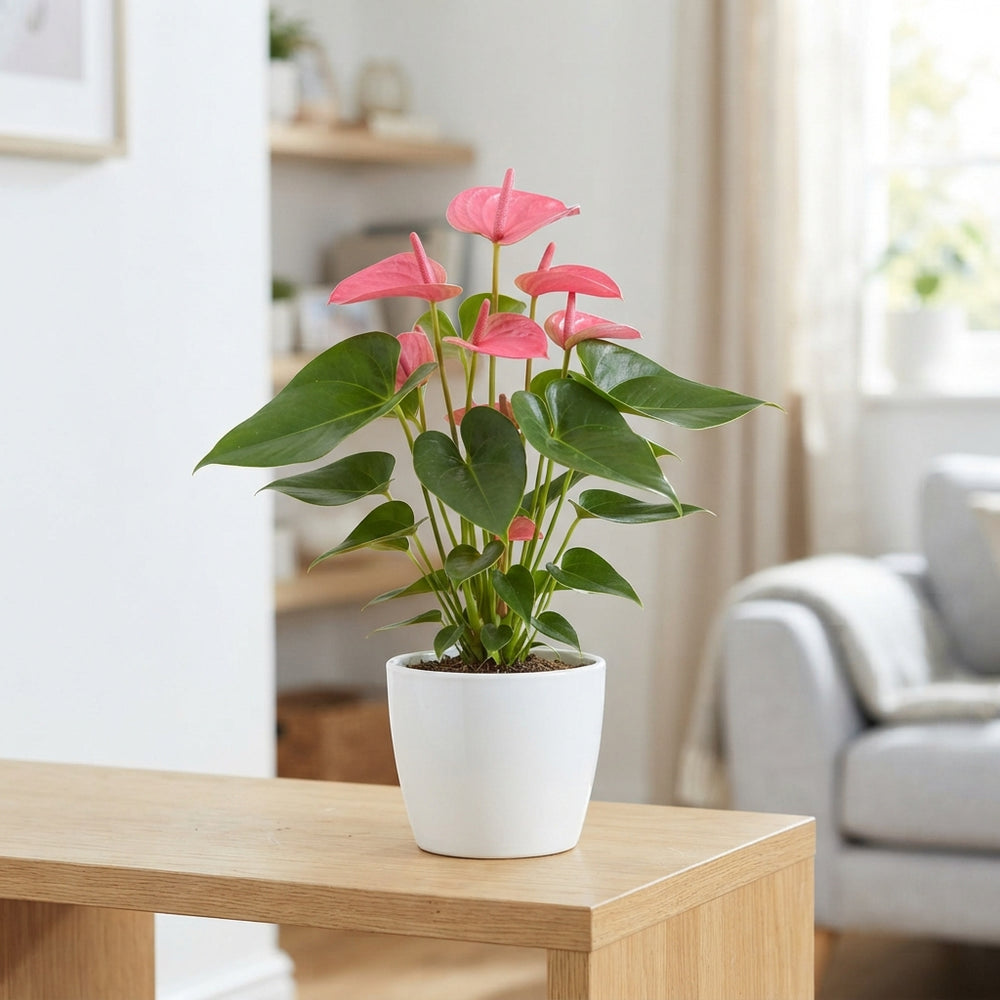 Pink Anthurium – 14cm Pot, 45cm High