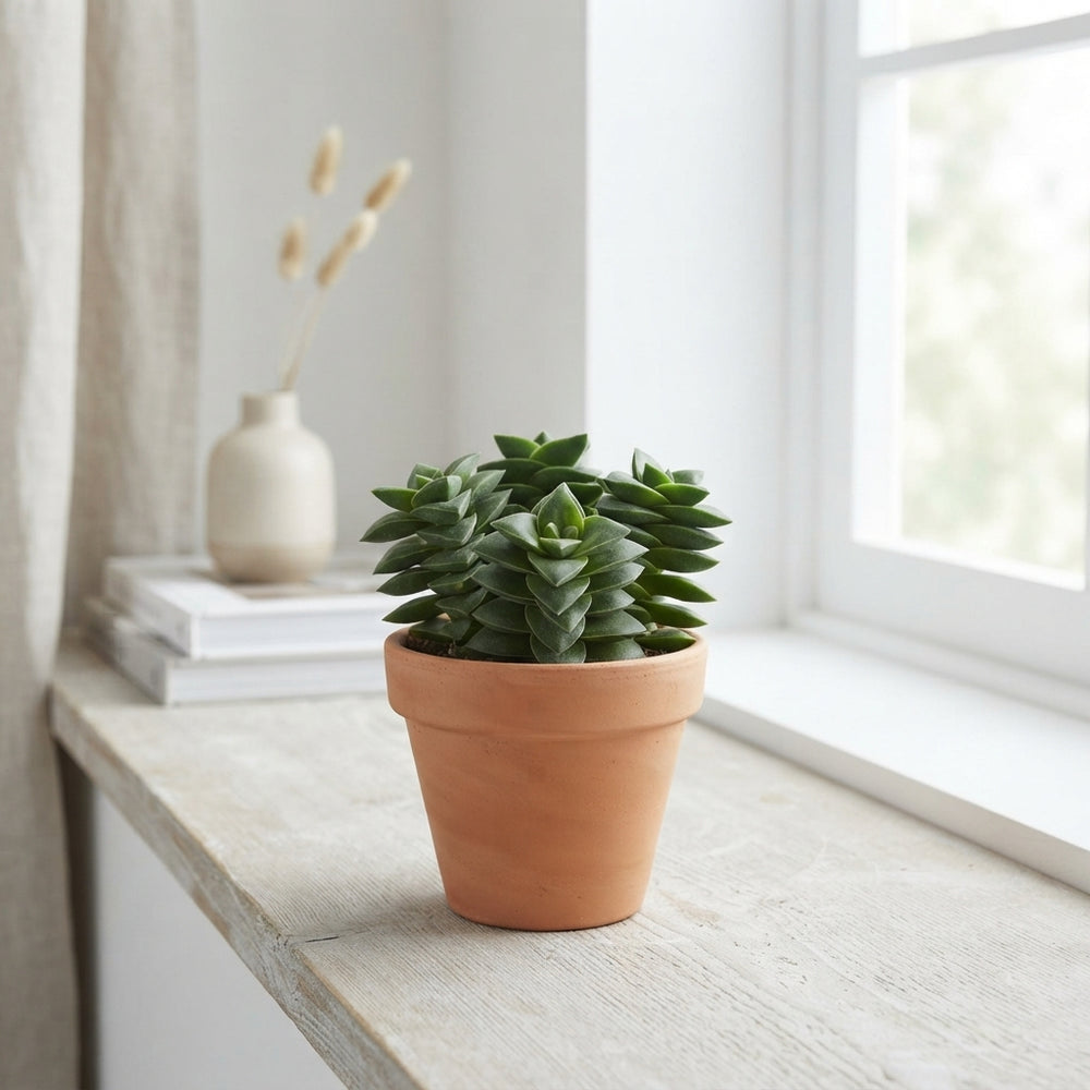 Crassula ‘Spring Time’ Succulent – 10.5cm Pot