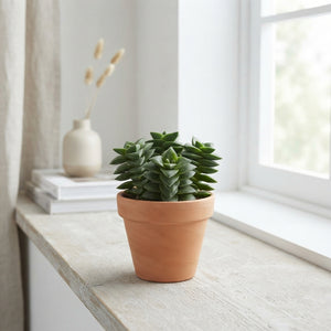 Crassula ‘Spring Time’ Succulent – 10.5cm Pot