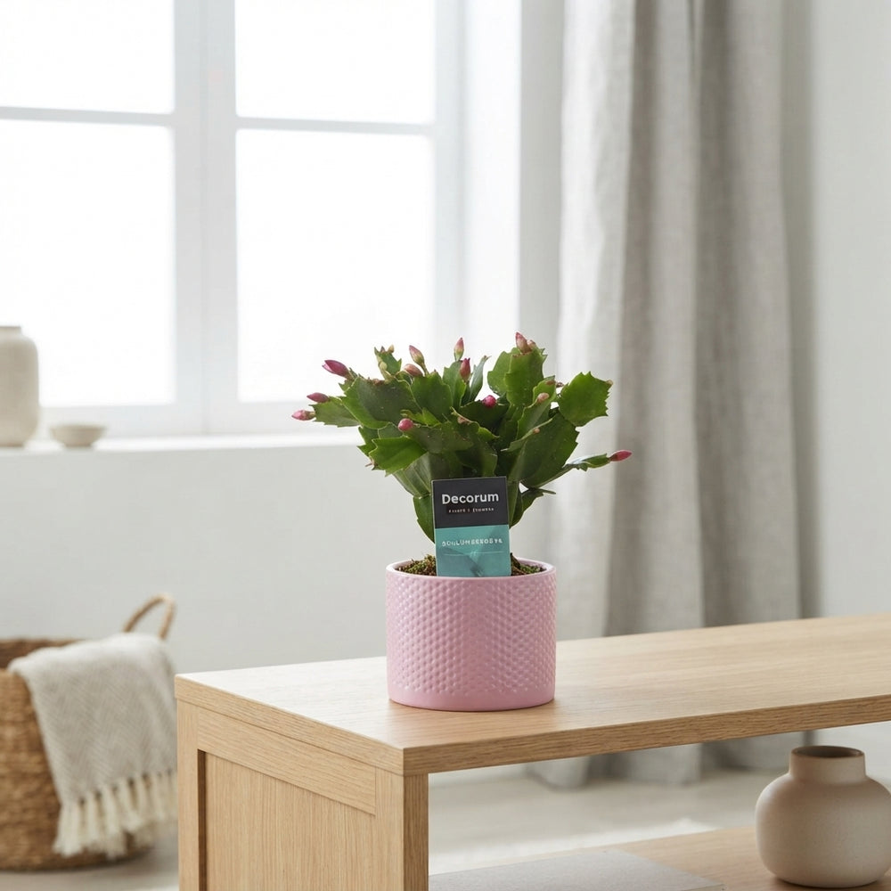 Mixed Schlumbergera Christmas Cactus – 9cm Pot