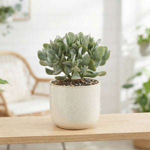 Crassula arborescens 'Cristata' – 12cm Pot
