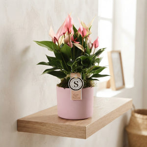 Anthurium Flamingo Flower – Grey Ceramic Pot, 12cm