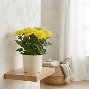 Mixed Chrysanthemum ‘Anastasia’ – 15cm Pot