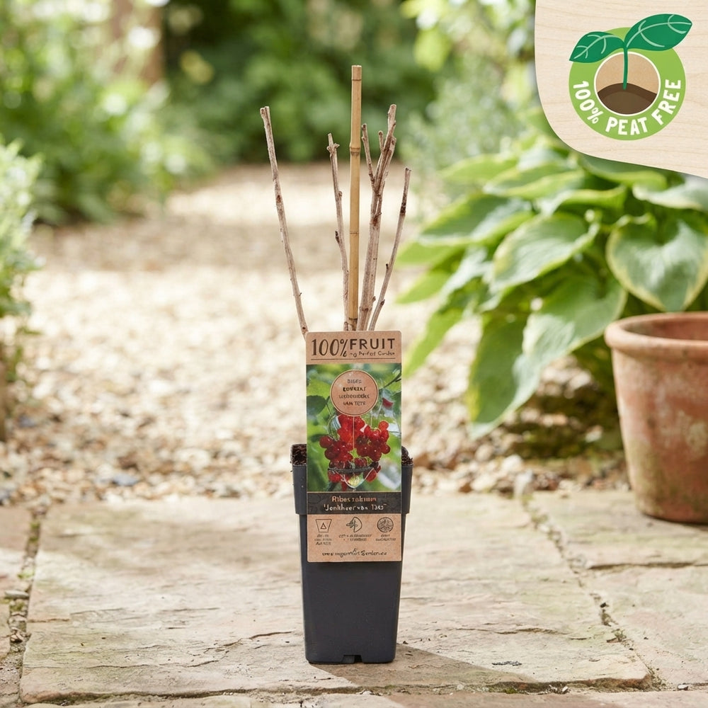 Mixed Ribes Plant – 15cm Pot, Approx. 50cm High