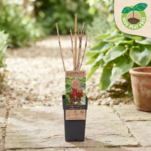 Mixed Ribes Plant – 15cm Pot, Approx. 50cm High