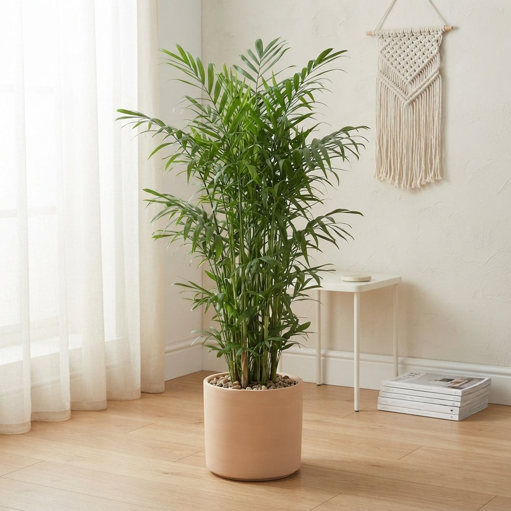 Bamboo Palm (Chamaedorea seifrizii) – 24cm Pot