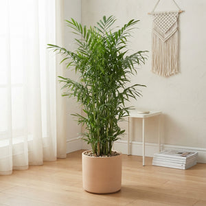 Bamboo Palm (Chamaedorea seifrizii) – 24cm Pot