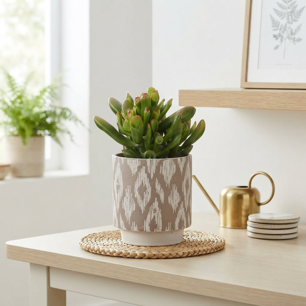 Mixed Succulent Arrangement in Ceramic Pot – 14cm