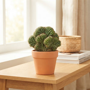 Mixed Cactus Collection – 8.5cm Pots