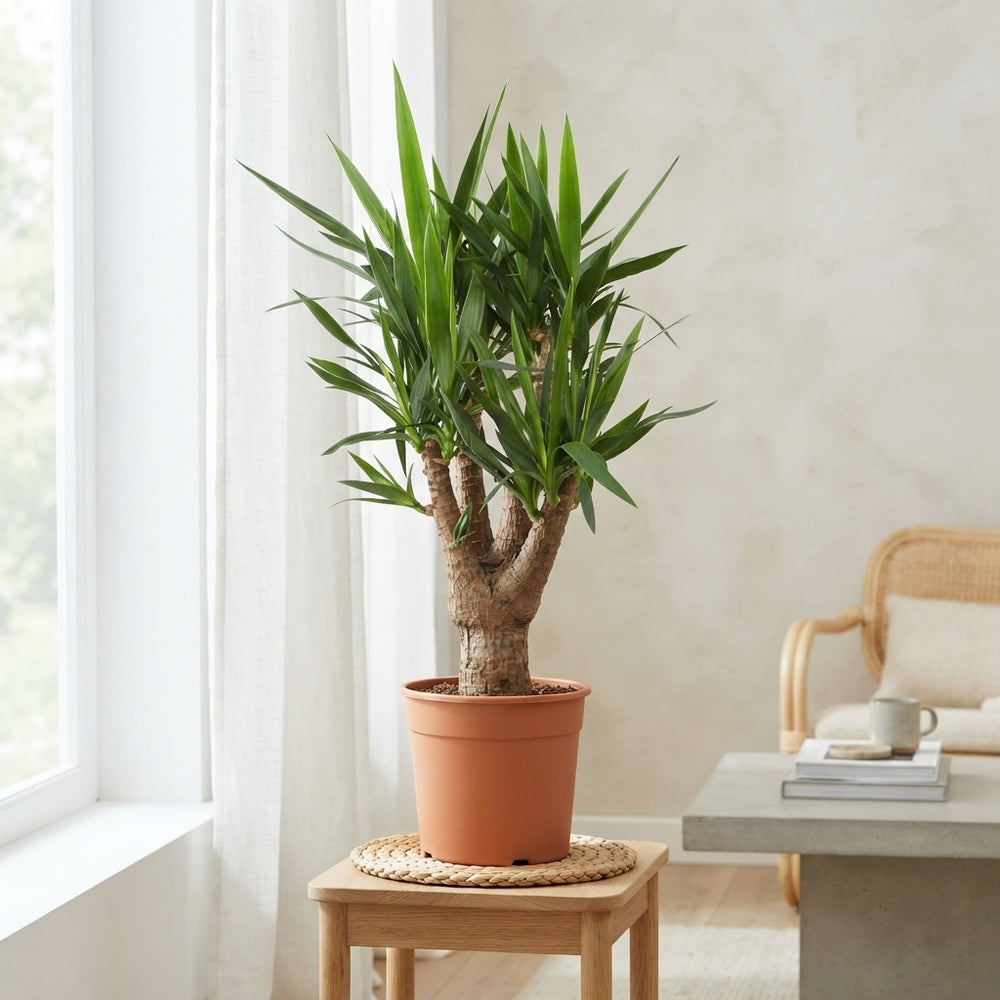 Yucca Elephantipes – 30cm Pot, Approx. 130cm High