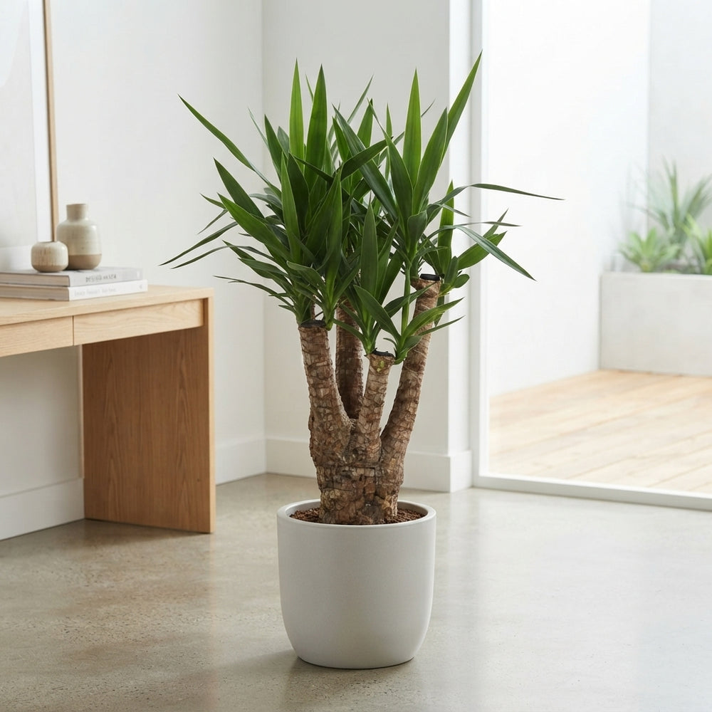 Yucca Cane Plant (Yucca elephantipes) – 27cm Pot
