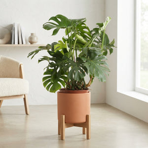 Swiss Cheese Plant (Monstera deliciosa) – 30cm Pot
