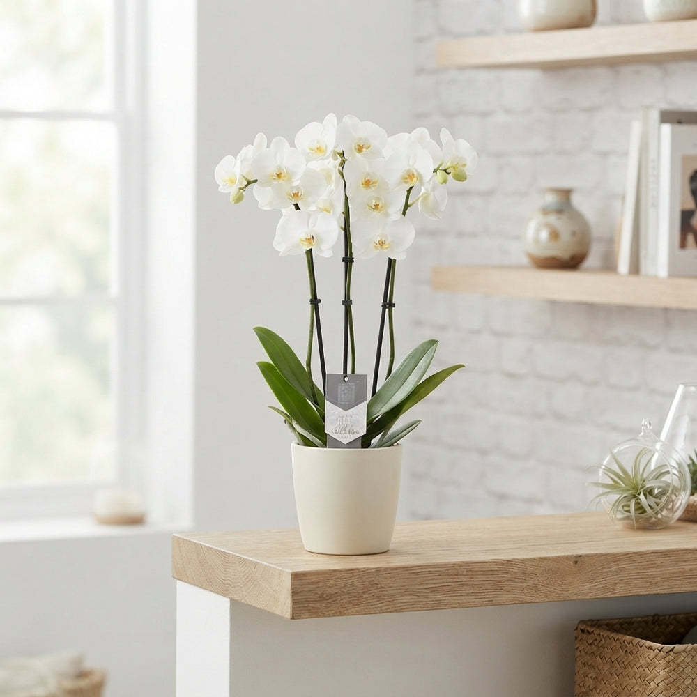 White Phalaenopsis Orchid – 3 Stem, 12cm Pot
