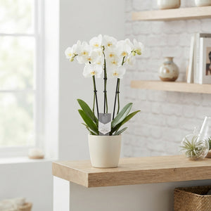 White Phalaenopsis Orchid – 3 Stem, 12cm Pot