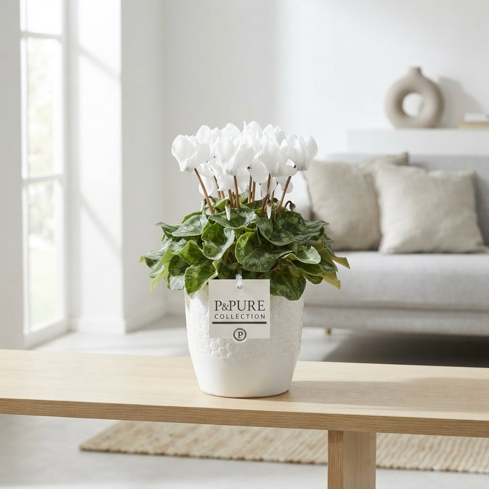 White Cyclamen persicum – 15cm Pot