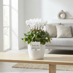 White Cyclamen persicum – 15cm Pot