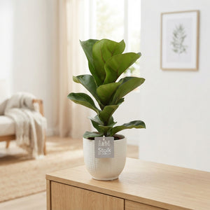 Fiddle Leaf Fig (Ficus lyrata) – 13cm Stone-Effect Pot