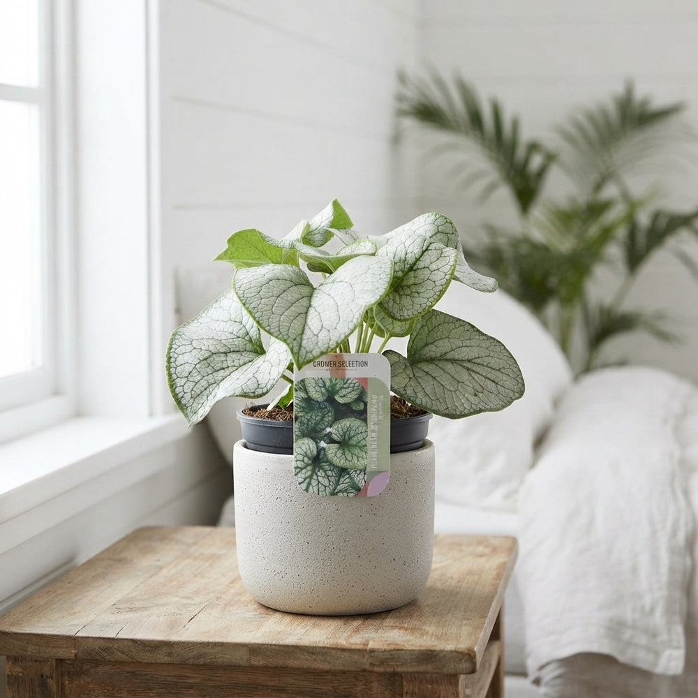 Brunnera ‘Silver Spear’ – 17cm Pot