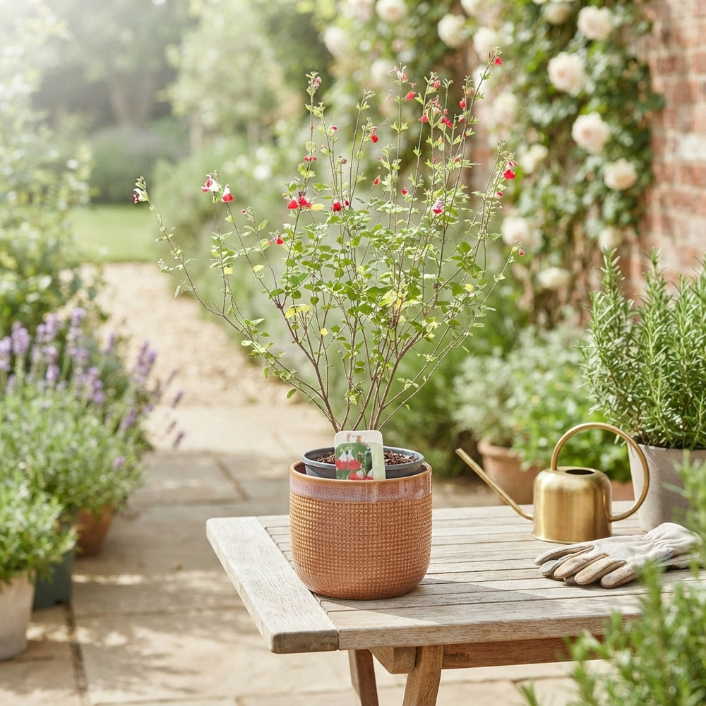 Hot Lips Sage (Salvia microphylla) – 17cm Pot