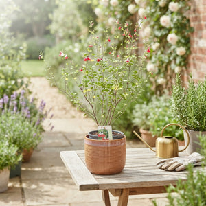 Hot Lips Sage (Salvia microphylla) – 17cm Pot