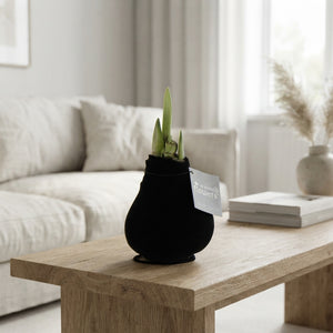 Black Waxed Hippeastrum ‘Velvet Touchz’