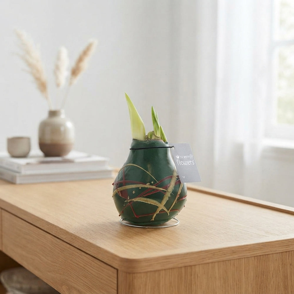 Waxed Hippeastrum ‘Art Munch’ Bulb – Tricolour