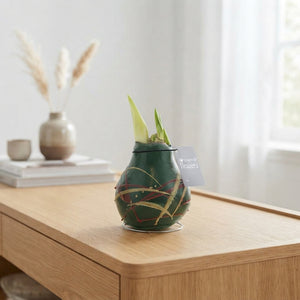 Waxed Hippeastrum ‘Art Munch’ Bulb – Tricolour