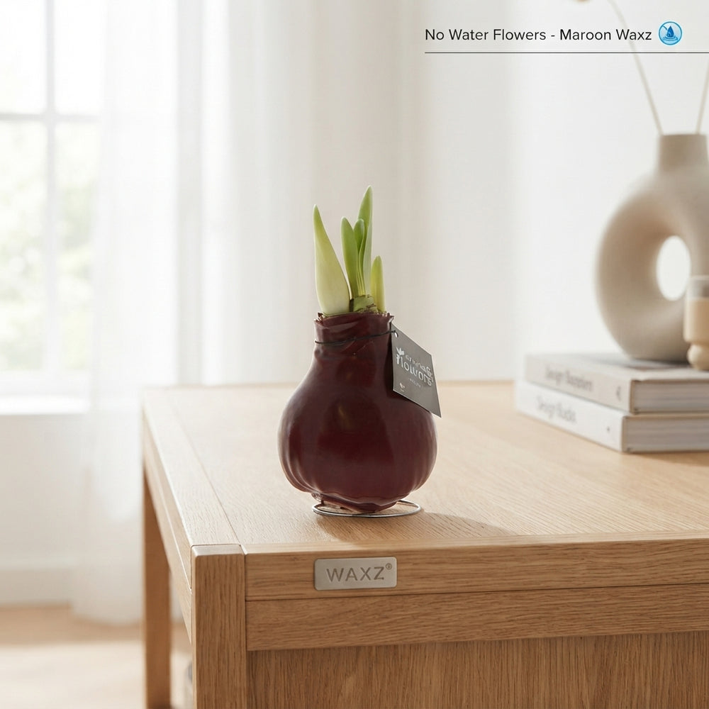 Mixed Colour Waxed Amaryllis (Hippeastrum) – 2 Stems