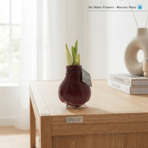 Mixed Colour Waxed Amaryllis (Hippeastrum) – 2 Stems