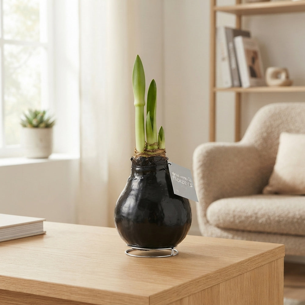 Black Waxed Amaryllis (Hippeastrum) – 2 Stems