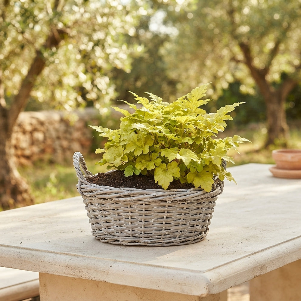 Outdoor Kubu Wicker Arrangement – 30cm