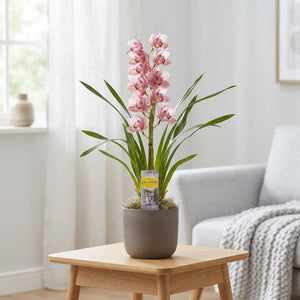 Mixed Cymbidium Orchid – 14cm Pot, 85cm Tall