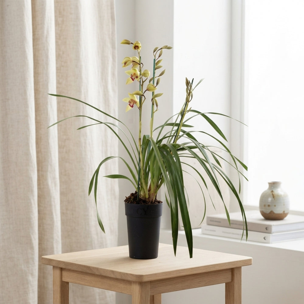 Mixed Cymbidium Orchid – 14cm Pot, 85cm Height