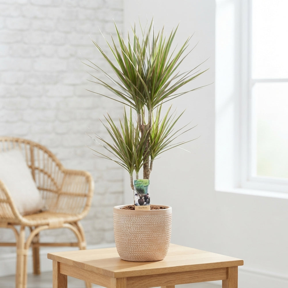 Dracaena Marginata Bicolour – 21cm Pot, 120cm Tall