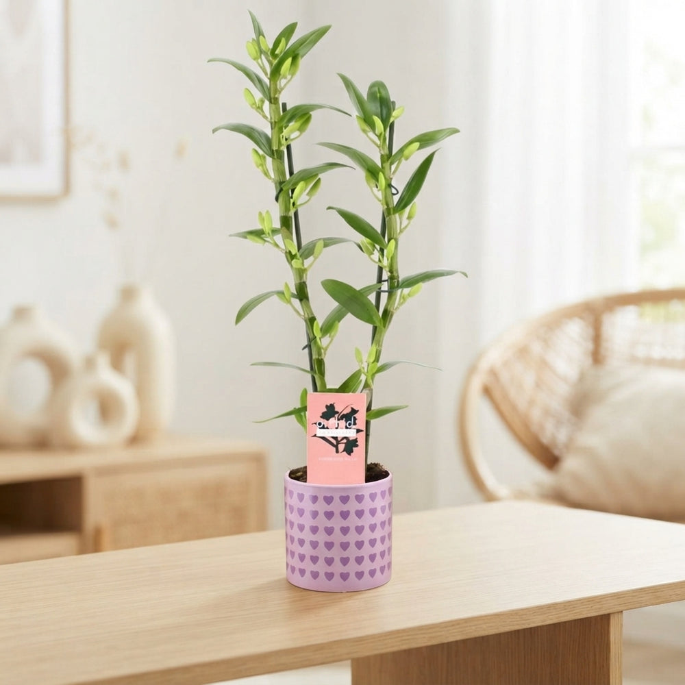 Peach and Pink Dendrobium Nobile Orchid – 12cm Pot