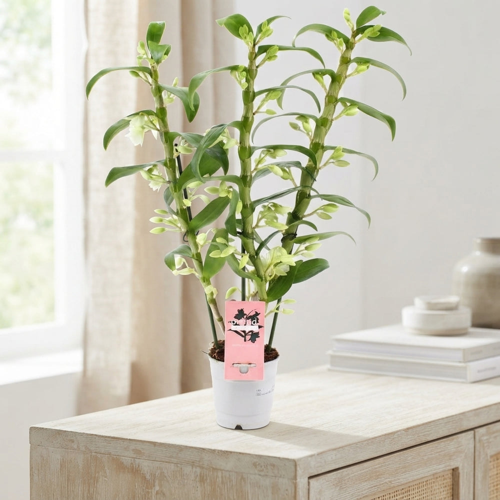 White Dendrobium Nobile Orchid – 12cm Pot